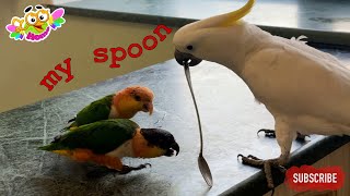 Sweet Leftovers: How Parrots Share a Spoon