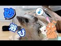 【ハリネズミのHARIBO】初めての砂遊び/ first sand play[HARIBO Hedgehog]