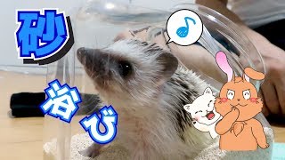 【ハリネズミのHARIBO】初めての砂遊び/ first sand play[HARIBO Hedgehog]