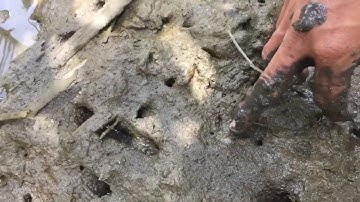 Đây Là Cách Dân Cần Giờ bắt dọp ( vọp) # Catch shellfish in the mangrove forest