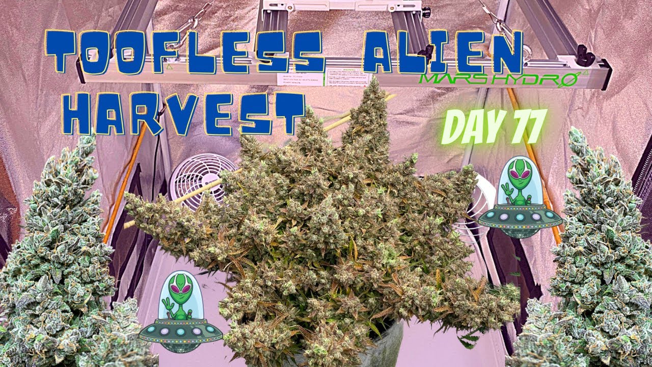 Professor Autoflower - Big Frosty Buds, Toofless Alien Harvest Day 77 under the Mars Hydro FC-E3000