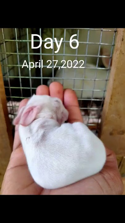 bayi kelinci baru lahir 1 hingga 30 hari