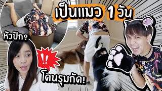 ลองเป็นแมว 1 วัน! มองเห็นแบบแมว! // หัวปัก! โดนหมารุมกัด!