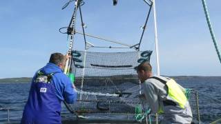 Cod potting