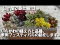 1寸苗の寄せ植え。いちかわなりの植え方、品種の説明、多肉フェスティバルの話をします。