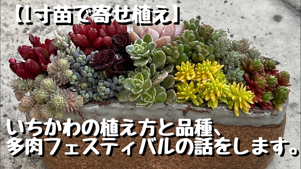 A group planting of 1-inch seedlings. We will talk about how to