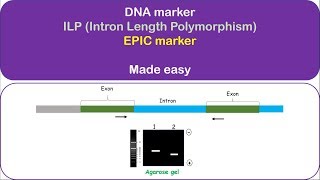 ILP marker (Intron Length Polymorphism), Intron targeting polymorphism, Exon-primed intron-crossing