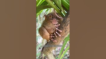 Vào sâu rừng Amazon mới hiểu vì sao gọi là “CẤM ĐỊA LOÀI NGƯỜI”! Sốc tận óc!