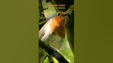 European Robin