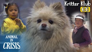 Cookie The Pomeranian.. When A Lady Calls Him 'Mong'... l Animal in Crisis Ep 368