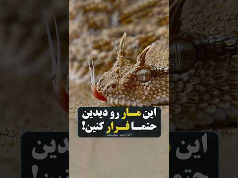 این مارپ دیدین حتما فرار کنین