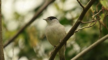Blackcap calls