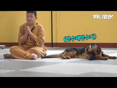 요즘 핫한 댕플스테이 댕겨왔어요 (무더위를 곁들인...)ㅣI went to the popular Dogple Stay (with the heat...)