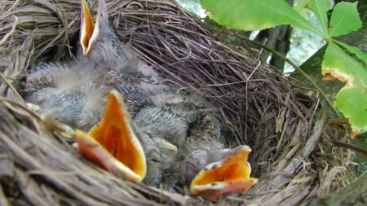 птенцы воробья только вылупившиеся. птенец какает в гнезде. птенец желторотик ласточка. серая цапля птенец. птенец щегла слеток.