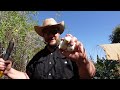 Planting &amp; Harvesting Food Crops In The Backyard Food Forest Garden!