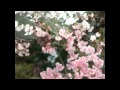 RYTHEM 桜唄 ~ Sakura Uta ~