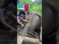 The moment an elephant and her calf get rescued 🥹