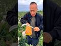 Pineapple juice fresh cutting with eating / Pineapple farming life #viral #juice #yummy #shorts