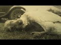 Fifi and Fido 1928