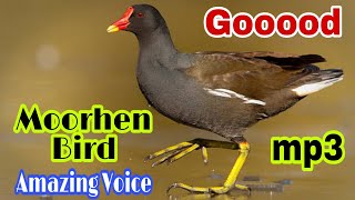 Moorhen bird amazing voice || Good mp3 || Best call sound 🤔🤔