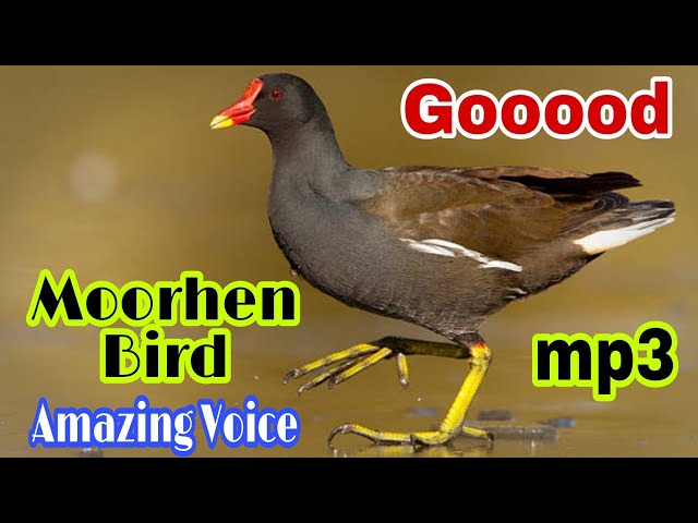 Suara burung moorhen luar biasa || mp3 yang bagus || Suara panggilan terbaik 🤔🤔 class=