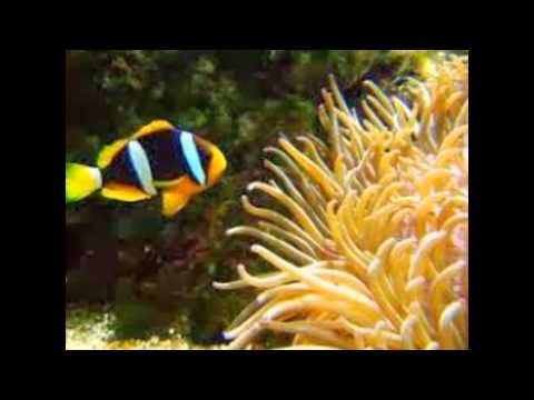 Vídeo: Peixes De água Salgada Para Iniciantes: Cardinalfishes (Família Apogonidae)