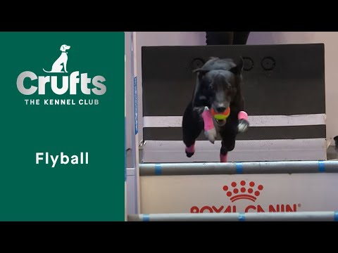 Flyball Semi-Finals & Final Part 1 | Crufts 2023