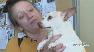 Fourth of July fireworks send animals running