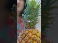 Kenapa Nanas Bisa 'Memakan' Kamu Balik #pineapple #unique #fruit #learning #facts #factshorts