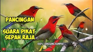 SUARA PIKAT BURUNG SEPAH RAJA PALING DI CARI || PANCINGAN BURUNG LIAR.