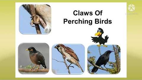 Class 3 || Science || Chapter 4 Feet and claws of birds (part 3)
