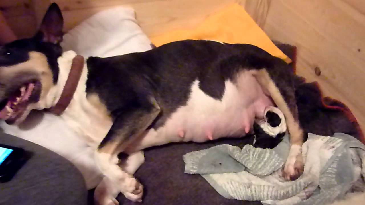 Sam & Jinx having babies 12.03.13 (83)