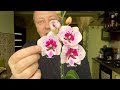 ОРХИДЕЯ СКАЗОЧНАЯ новинка обзор орхидеи из СЛОНЯЧИХ фаленопсисов Леруа Мерлен по 378 руб