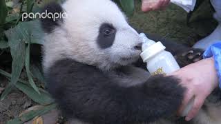 How do big panda boys drink their milk