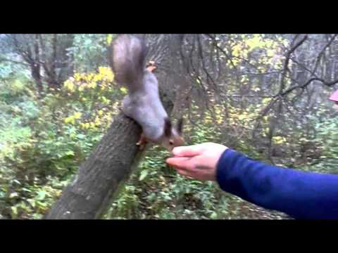 Белки в парке Александрино Санкт-Петербург