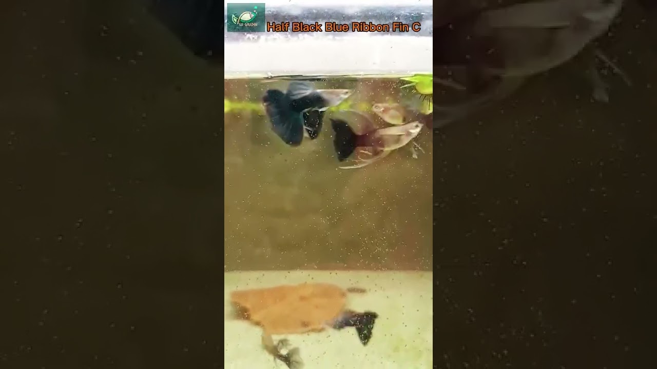 Lu Garden | Half Black Blue Ribbon Fin C | Show Guppy