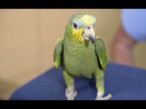 Video: Aves Decorativas: Loro Amazónico. Características De La Cría De Aves De Corral