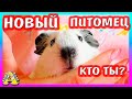 САМЫЙ МИЛЫЙ НОВЫЙ ПИТОМЕЦ / КТО К НАМ ПРИЕХАЛ? / АЛИСА ИЗИ ПЕТС