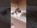Daily Dose of Cute Cats 😻 The Cutest Kittens Compilation Ever!