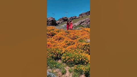 sisterhood: a short film ( drone video of poppy fields)