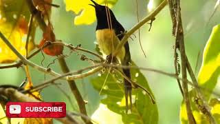 Download Aksi Kicau Burung Kolibri Di Alam Bebas Video MP3 Aksi Kicau Burung Kolibri Di Alam Bebas