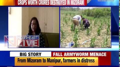Fall Armyworm continues to wreak havoc in region; crops worth crores destroyed