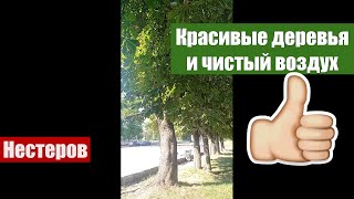 Каштан на автостанции_Нестеров, Калининградская обл. (18.08.2022).