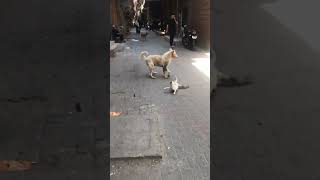 أشجع وأشرس قط في العالم ،القط البلدي المصري يهجم علي كلب مسعور أكثر من مرة ولايخاف ابدا