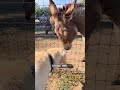 Best RV Campgrounds for animals! #rvcampground Travellers Campground, Alachua Florida