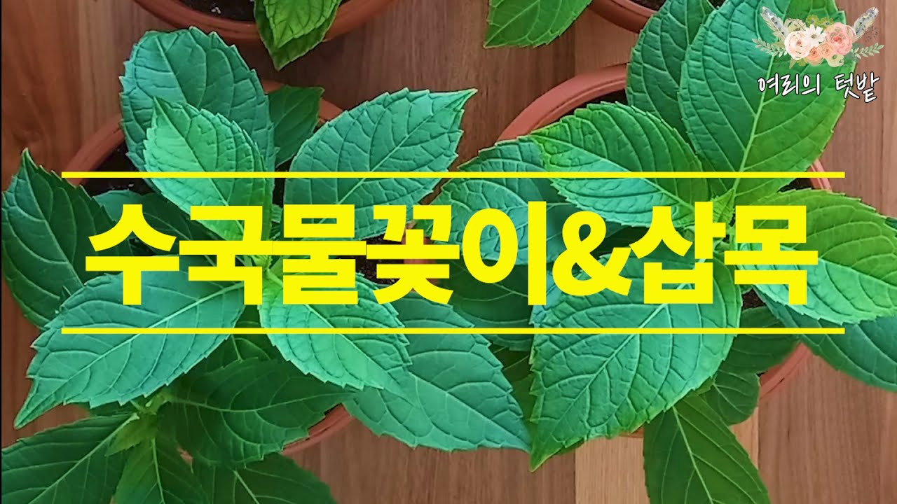 #30. 수국물꽂이 후 삽목으로 수국부자되세요. 물꽂이 25일이면 뿌리가 잘 내려요.cuttings hydrangea
