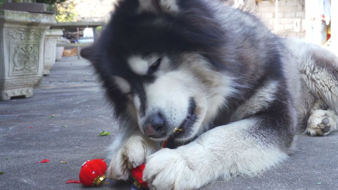 本王乱咬装饰球被阿盆姐骂 Dawang bites the decorative ball and be scolded by Apenjie丨Apenjie with Dawang