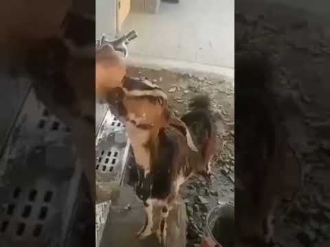 في كل كبد رطب صدقة