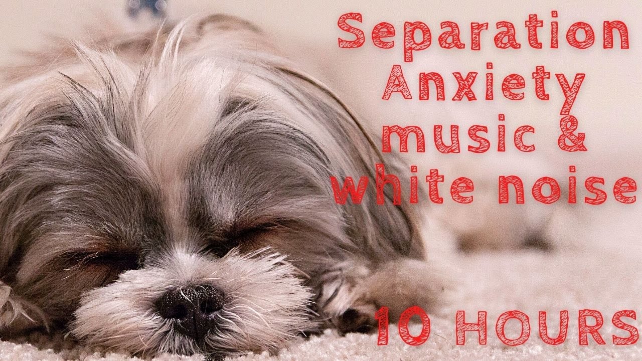 Anti Anxiety White Noise Music for Dogs Cure Separation Anxiety with