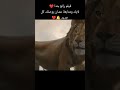 فيلم سنبه